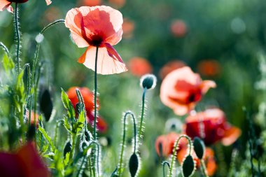 Yeşil tarlada gelincikler