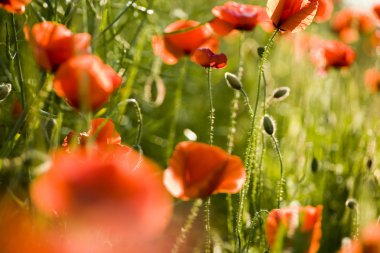 Yeşil tarlada gelincikler