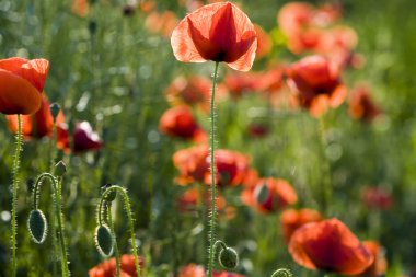Yeşil tarlada gelincikler
