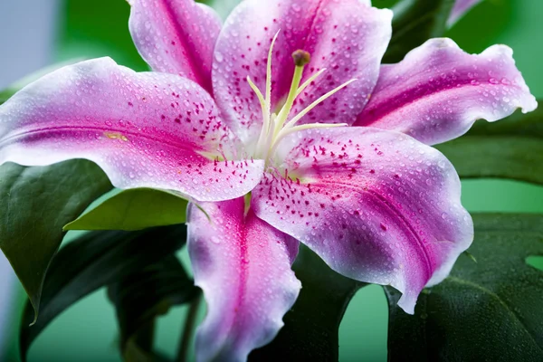 Lily flower — Stock Photo, Image