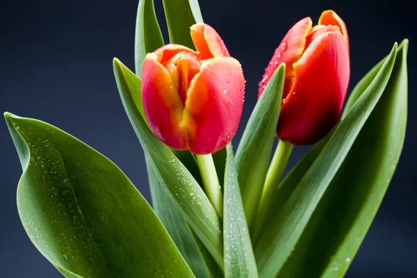 Spring tulips — Stock Photo, Image