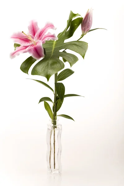 Lily flower — Stock Photo, Image