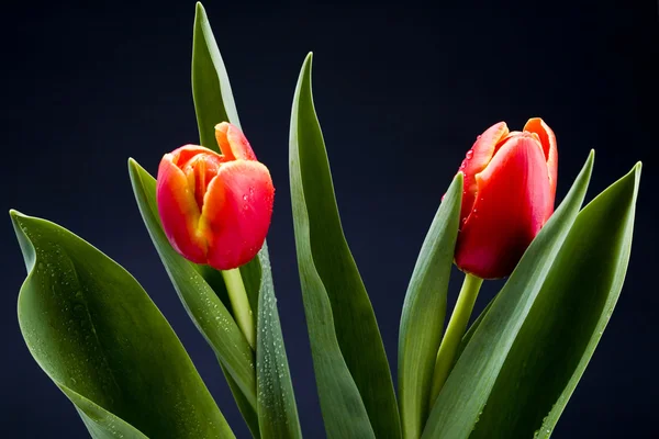 Spring tulips — Stock Photo, Image