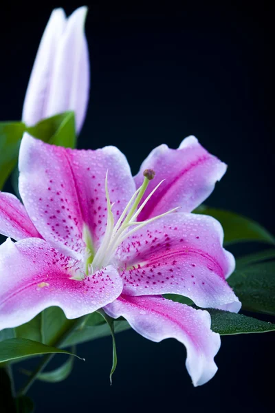 Lily flower — Stock Photo, Image