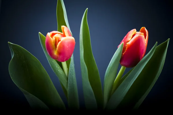 Tulipas de primavera — Fotografia de Stock