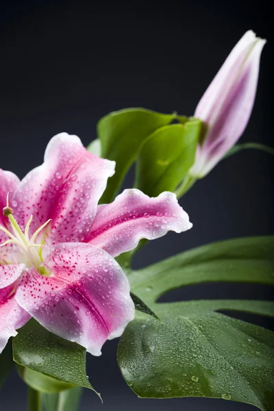 Kwiat lilii — Zdjęcie stockowe