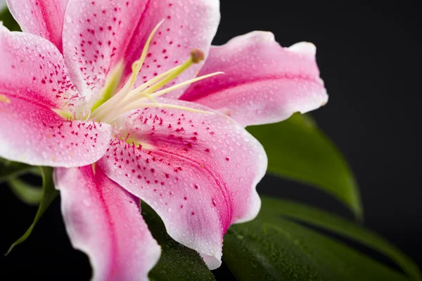 Lily flower — Stock Photo, Image