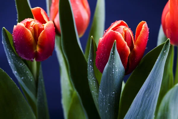 Spring tulips — Stock Photo, Image