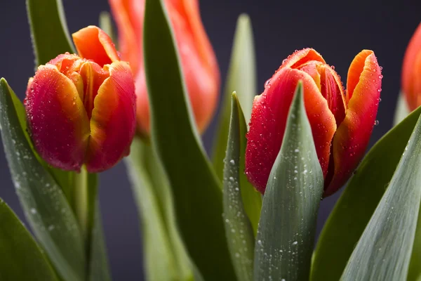 Spring tulips — Stock Photo, Image