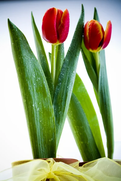 Beautiful and red tulip — Stock Photo, Image