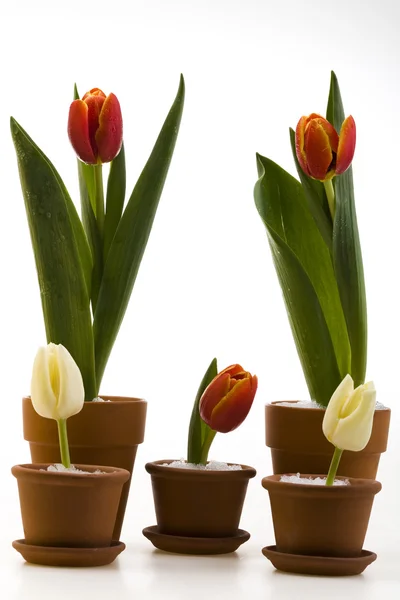 Tulips isolated on white — Stock Photo, Image