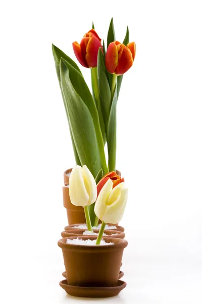 Tulips isolated on white — Stock Photo, Image