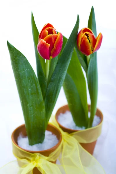 Beautiful and red tulip — Stock Photo, Image