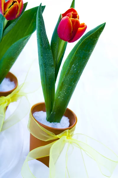 Beautiful and red tulip — Stock Photo, Image