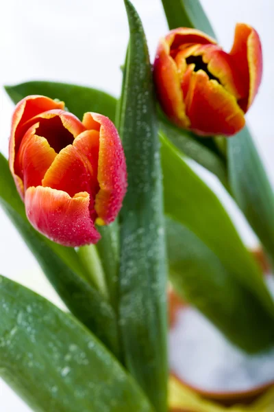 Tulipes isolées sur blanc — Photo