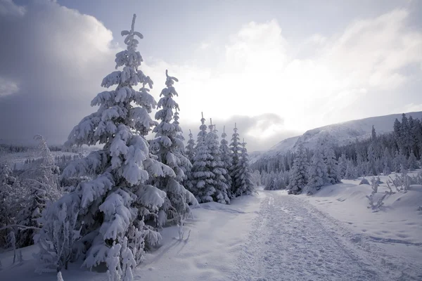 Verschneiter Wald — Stockfoto