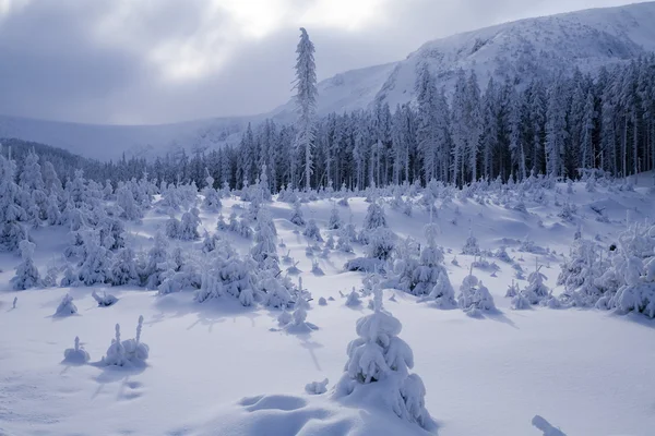 Снежный горный лес — стоковое фото