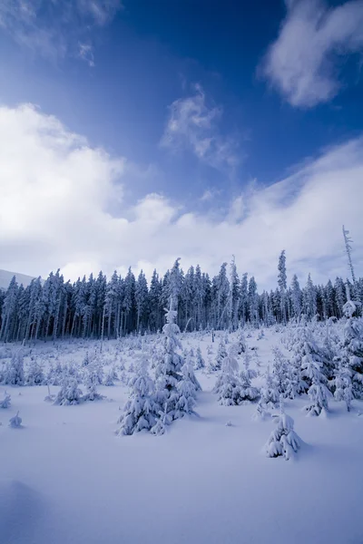 Снежный горный лес — стоковое фото