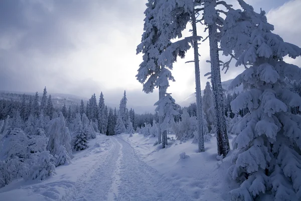 Schneebedeckter Bergwald — Stockfoto