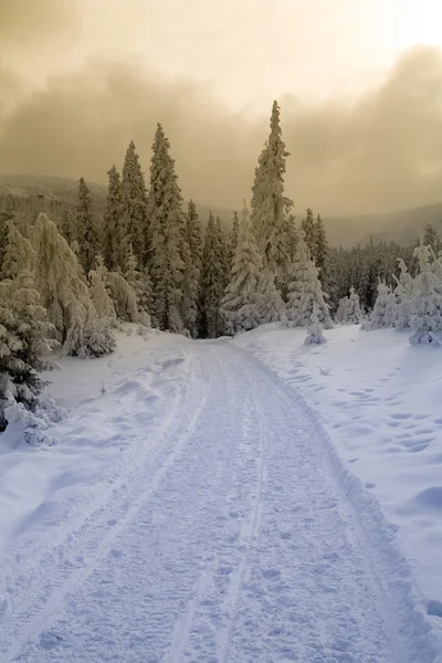 Schneebedeckter Bergwald — Stockfoto