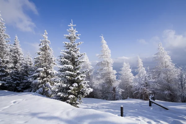 Snowy mountain forest — Stock Photo, Image