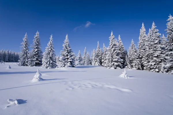 Schneebedeckter Bergwald — Stockfoto