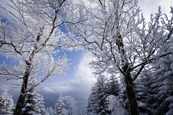 Winter in der Landschaft — Stockfoto