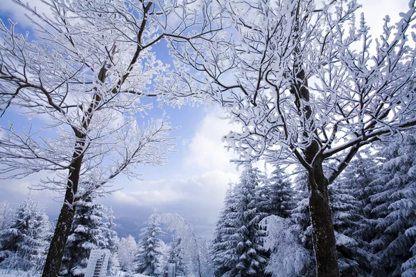 Winter in der Landschaft — Stockfoto