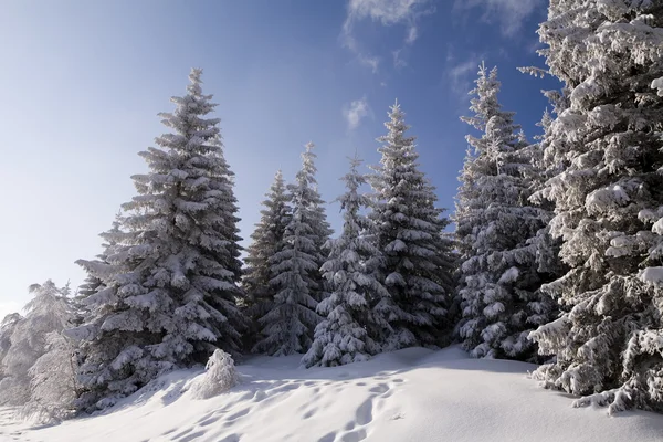 Verschneiter Wald — Stockfoto