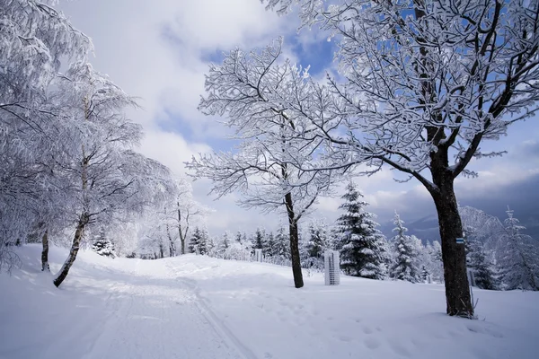 Schneebedeckter Bergwald — Stockfoto