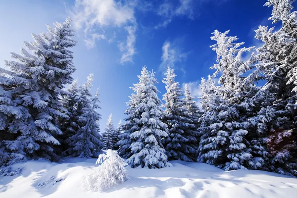 Verschneiter Wald — Stockfoto