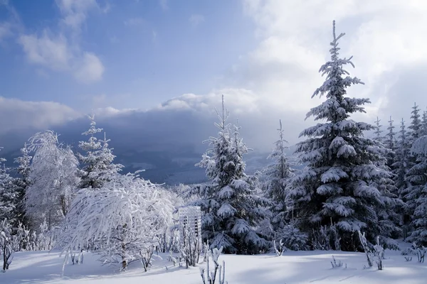 Verschneiter Wald — Stockfoto