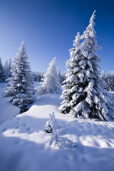 Verschneiter Wald — Stockfoto