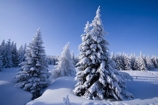 Schneebedeckter Bergwald — Stockfoto