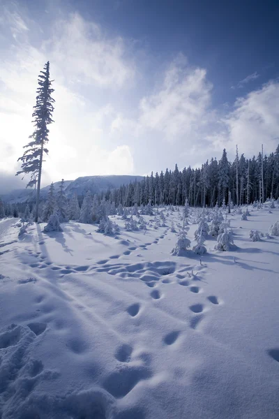 Schneebedeckter Bergwald — Stockfoto