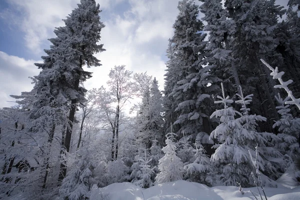 Verschneiter Wald — Stockfoto