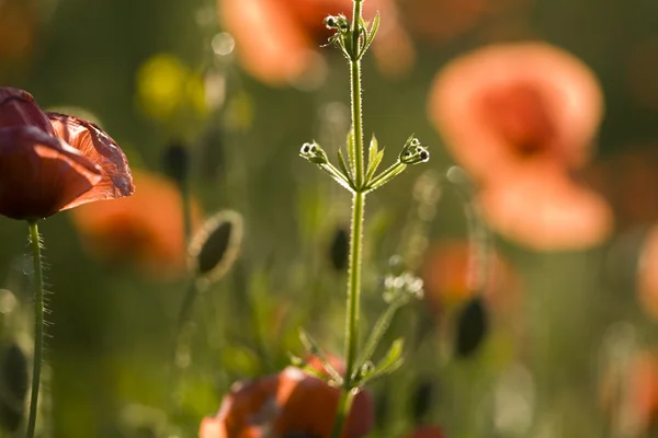 Amapolas en el campo verde — Foto de Stock