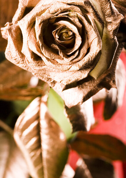 Золотые розы
