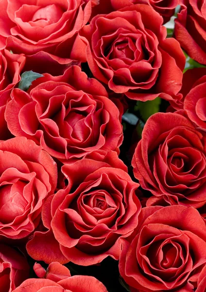 Red roses — Stock Photo, Image