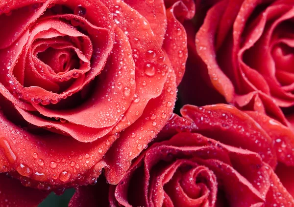สีแดง ROSES — ภาพถ่ายสต็อก