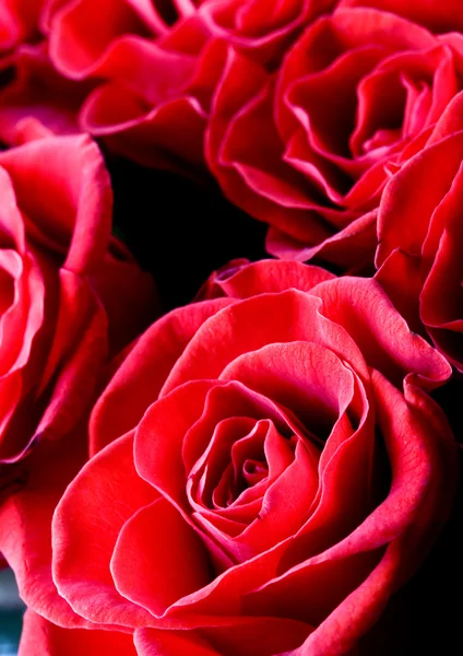 Rosas rojas — Foto de Stock