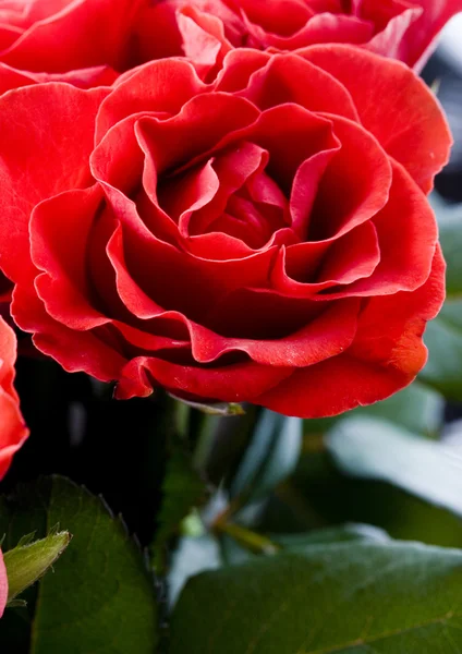 Rosas románticas —  Fotos de Stock