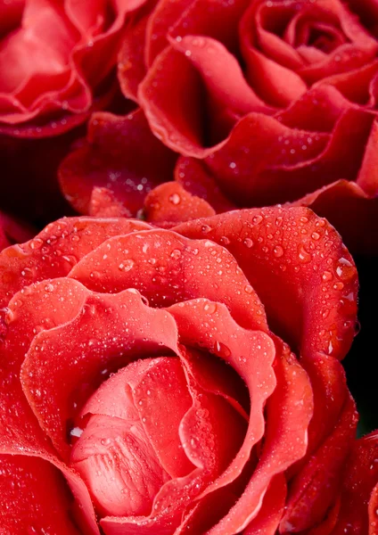 Red roses — Stock Photo, Image