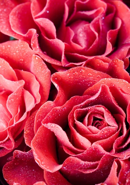 Red roses — Stock Photo, Image