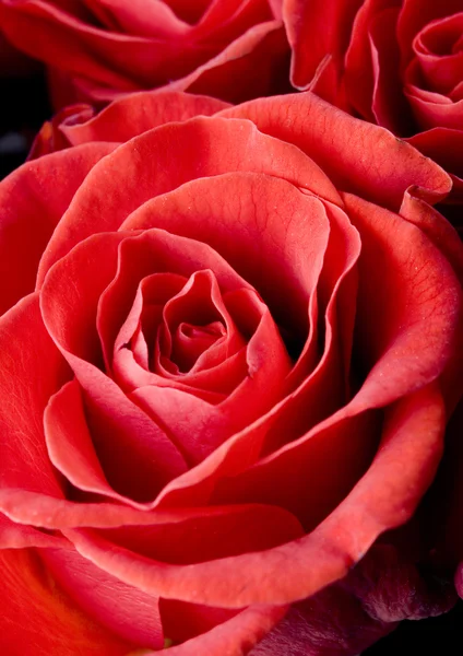 Roses romantiques — Photo