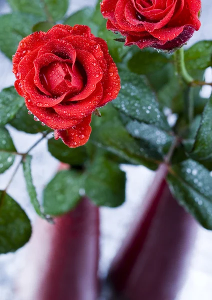 Ρομαντικό τριαντάφυλλα — Φωτογραφία Αρχείου