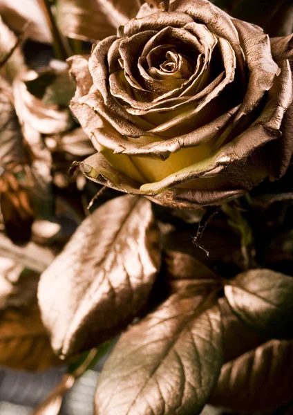 Gold roses — Stock Photo, Image