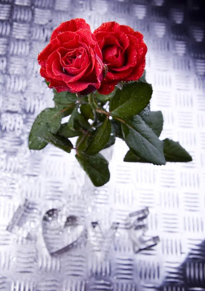 Rose romantiche — Foto Stock