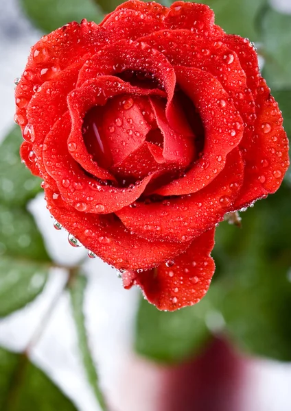 Гарні троянди — стокове фото