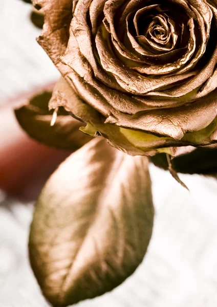Złote róże — Zdjęcie stockowe